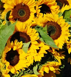 'Girasoles para Alma' de Shanna Soul