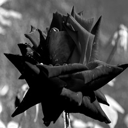 El trauma y el estrés postraumático