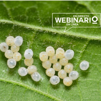 Webinar: Arthropod Eggs