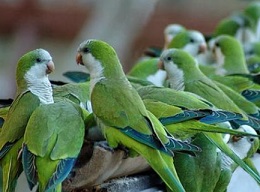 Senda guiada 'Especies exóticas en el Parque del Retiro'