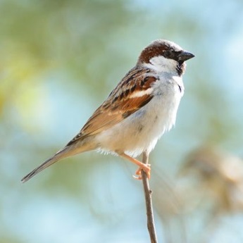 Spring Birds of El Retiro