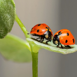 Conoce los insectos de La Cabaña