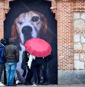 Exposición Fotográfica 'The Animals' de Estela de Castro
