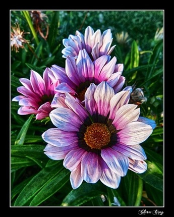 Floral Symphony